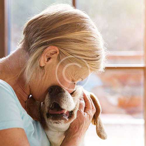4 tips to keep your pet safe during the  holidays