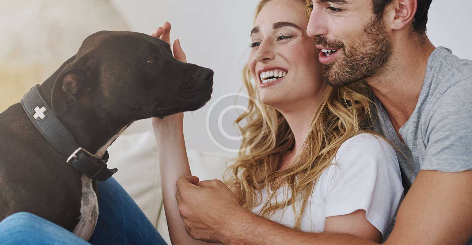 Why should your pet have their teeth  cleaned?﻿