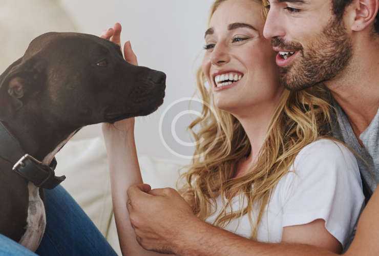 Why should your pet have their teeth  cleaned?﻿
